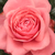 Rose - Rosiers hybrides de thé - Elaine Paige™